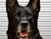 خطف أكل الضباط.. القبض على "كلب" متهم بالسرقة فى أمريكا (فيديو)