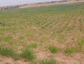 شعير وزيتون ولوز.. إنجازات زراعية جديدة للأهالى بشمال سيناء.. التفاصيل