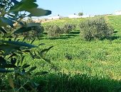 اللون الأخضر يكسو رمال أرض الفيروز.. مزارع القمح والشعير واللوز والزيتون تعود بقوة.. مزارعون بالشيخ زويد وجنوب رفح وشرق العريش ينجحون فى تعمير آلاف الأفدنة.. ويؤكدون: دعم الدولة يشجعنا على الاستصلاح والزراعة