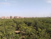 طقس القليوبية.. نشاط حركة الرياح وسماء صافية وانخفاض بدرجات الحرارة.. صور