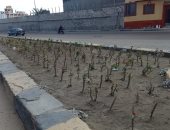 زراعة 660 شجرة فى الإسكندرية خلال الأسبوع الـ 24 من المبادرة الرئاسية  