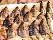 أسعار الأسماك فى الأسواق الخميس.. البلطى يبدأ من 54 جنيها للكيلو