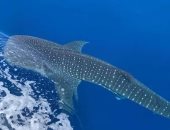 الأسس الجينية لعمالقة البحار .. دراسة تكشف السر وراء ضخامة الحيتان