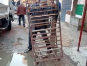 الإسكندرية تواصل حملاتها الموسعة للتصدى للمخالفات وإزالة الإشغالات والتعديات