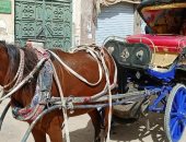 محافظ أسوان يوجه بمصادرة عربة حنطور تسير عكس الاتجاه ويحيل صاحبها للنيابة