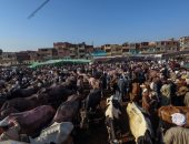 وزير التموين: وصول 5 آلاف رأس ماشية من جيبوتى استعدادا لشهر رمضان