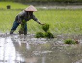 موسم الخير فى الغيطان.. حقول إندونيسيا تستقبل شتلات الأرز البسمتى