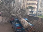 سقوط شجرة على سيارة ملاكى بالإسكندرية بسبب شدة الرياح