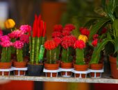 وسائل إعلام أردنية: ارتفاع أسعار الزهور بنسبة 50% بالتزامن مع عيد الحب