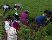 وزارة الرى لـ"رجال الأعمال": فرص تنموية للزراعة اعتمادا على المياه الجوفية