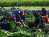 خطة طوارئ زراعية لمواجهة صقيع يناير.. روشتة الخبراء لضمان أعلى إنتاجية لمحصولك