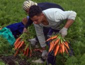 هيئة التعمير تكشف تفاصيل زراعة 600 ألف فدان فى سيناء نهاية العام الجارى