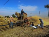 زراعة الشرقية: بدء حصاد القمح بـ 366 ألف فدان بإنتاجية 18 أردبا للفدان