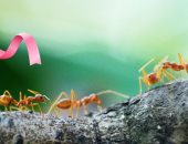 علماء يكتشفون قدرة النمل على شم مرض السرطان فى البول وتشخيصه مبكراً