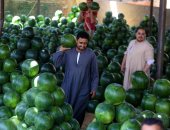 شعبة الخضراوات والفاكهة تؤكد: البطيخ بالسوق آمن والأسعار ستتراجع قريبا