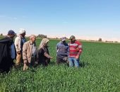 زراعة الوادي الجديد: متابعة للزراعة على مصاطب في الحقول الإرشادية للقمح