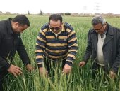 زراعة دمياط تعلن 1000 فدان زيادة مساحات زراعة القمح عن العام الماضى