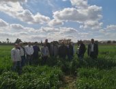 الزراعة تواصل متابعة الحقول الإرشادية للمحاصيل الشتوية والقمح فى بنى سويف