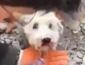 قصة نجاة بطلتها "كلبة"..أرشدت عن موقع صاحبتها تحت الأنقاض(فيديو)