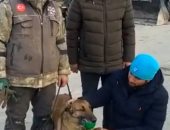 بطولة كلبة.. "سيلا" تساعد فى إنقاذ 12 شخصًا أسفل أنقاض زلزال تركيا