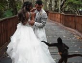 ضيف غير متوقع فى حفل زفاف أمريكية بالمكسيك.. فيديو وصور