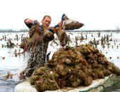 الصيد الثمين في بحيرات الصين.. انطلاق موسم جمع اللؤلؤ فى بكين