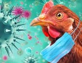 خبراء: طفرة أنفلونزا الطيور قد تجعل البشر عرضة للعدوى