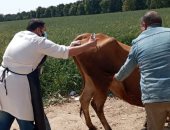 القوافل البيطرية تواصل حملات علاج وتحصين الماشية بالإسماعيلية 