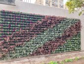 نظافة القاهرة تبتكر نموذجا جديدا لزراعة الحوائط بالجزر الوسطى للشوارع
