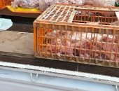 حملات تفتيشية على محال الطيور والبقالة التموينية بمنيا القمح 