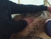 العيادات البيطرية تواصل أعمالها فى تقديم خدمات علاجية وإرشادية للمواطنين بالإسماعيلية