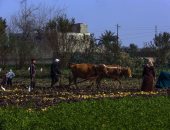 تقرير دولى: الاستثمارات الزراعية جذابة فى شمال أفريقيا والشرق الأوسط