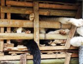 العثور على 2000 قطة نافقة مجهزة للاستخدام فى الطب التقليدى بفيتنام
