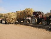 زراعة سوهاج : 18 ألف فدان مساحة محصول القصب ودار السلام الأكبر في المساحة