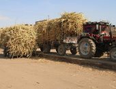 موسم مميز لتوريد محصول قصب السكر بالأقصر بإجمالى 457 ألف طن خلال 45 يوما
