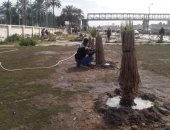 محافظ الإسكندرية: زراعة 50 ألف شجرة ضمن مبادرة 100 مليون شجرة