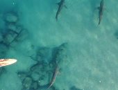 كلب يخيف سمكة قرش فى أحد جزر الباهاما لحماية سياح.. فيديو 