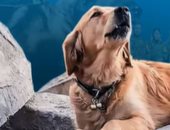 المكسيك نعت الحيوان الشجاع.. 388 كلبا من 47 دولة أنقذت ناجين من زلزال تركيا (فيديو)