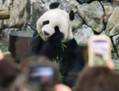 الباندا العملاقة تعود إلى حديقة حيوان واشنطن مقابل مليون دولار سنويا للصين