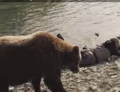 الوثائقية تعرض فيلما وثائقيا بعنوان: "صديقى الدب"