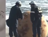 العثور على جسم غامض "حديدى كروى" على شاطئ يابانى.. فيديو