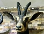 ‫"رأس أبو عُرف" أول حيوان ثديى كبير انقرض من أفريقيا ومحنط داخل المتحف الحيوانى