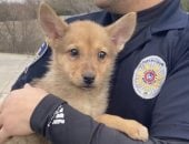 كلب ولا ذئب.. جرو يثير حيرة الشرطة الأمريكية والحل فى الحمض النووى "فيديو"