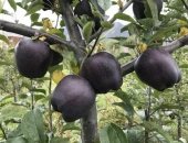 التفاح "الأسود".. الأفخر عالميا ويزرع فى التبت وسعر الحبة 20 دولارا.. فيديو