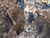 العثور على حصان حى تحت الأنقاض بتركيا بعد 21 يومًا من الزلزال.. فيديو