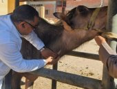 بيطري الغربية: تحصين 168 ألف رأس ماشية ضد مرض الجلد العقدى