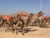 الأربعاء المقبل انطلاق مهرجان سباق الهجن بشمال سيناء