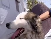 تفاصيل إنقاذ كلب هاسكى بعد 23 يومًا من زلزال تركيا تحت الأنقاض.. فيديو