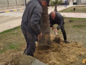 زراعة 52 ألف شجرة فى الإسكندرية ضمن مبادرة 100 مليون شجرة