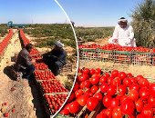 أسعار الخضراوات فى الأسواق.. كيلو الطماطم من 4 إلى 8 جنيهات والبطاطس من 7 لـ 9